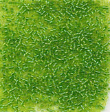 DB2376 11/0 Inside Dyed Chartreuse Miyuki Delica