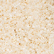 Cylin Bead 11/0 Opaque White Bisque Ceylon - 25 G Bag-CY11-1093